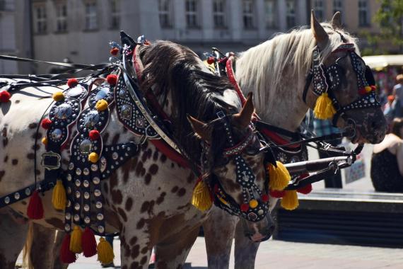 W związku z upałami Rynek Główny zamknięty dla dorożek