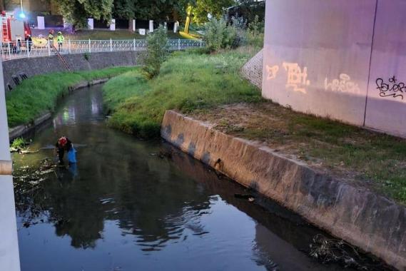 Śnięte ryby w Wątoku w Tarnowie. Wstępnie wykluczono zanieczyszczenie