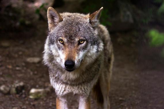 Ciężkowice apelują do mieszkańców, aby uważali na wilki