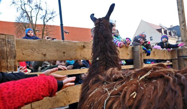 W Krakowie żywe szopki można oglądać u franciszkanów i w ZOO