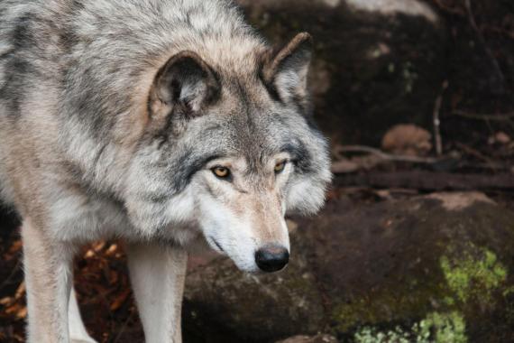 W okolicy Szymbarku pojawiły się wilki