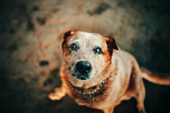 W sądeckim schornisku dla zwierząt  powstanie „Chatka psiego dziadka”