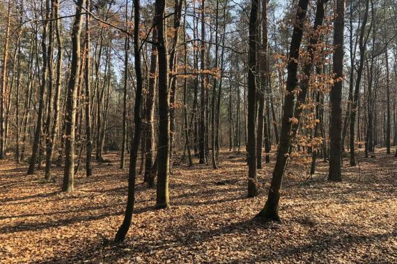 Coroczne liczenie zwierząt w Nadleśnictwie Niepołomice