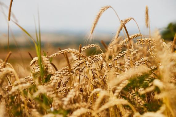 Czy zakaz importu produktów rolnych z Ukrainy może wpłynąć na ceny żywności? 