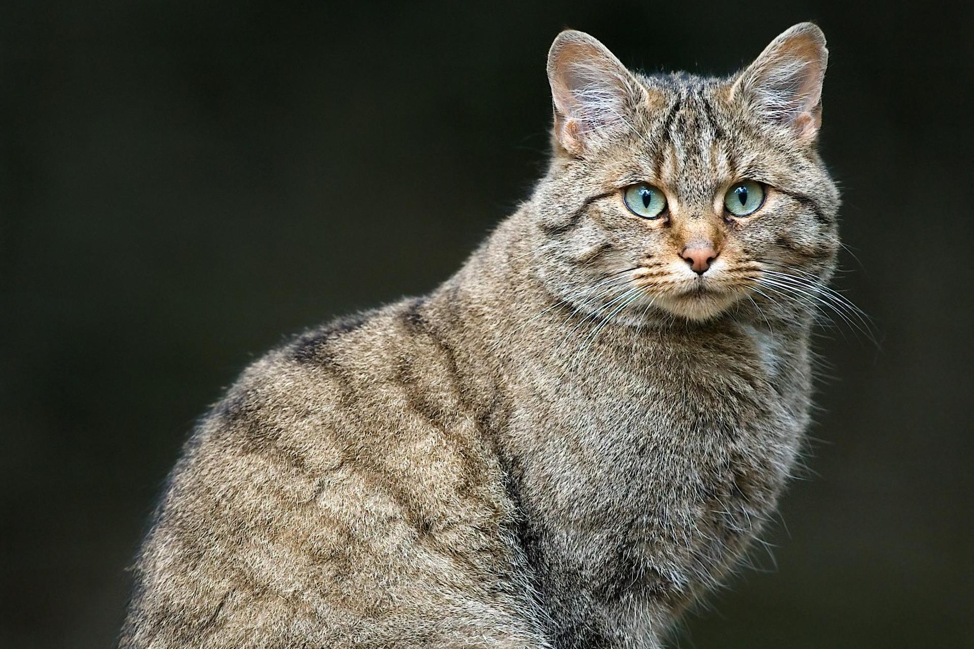 Китайская кошка. Гобийская серая кошка (Felis bieti). Китайская Гобийская кошка. Китайская кошка Гобийская серая кошка. Китайская кошка (Гобийская серая кошка) (Felis bieti):.