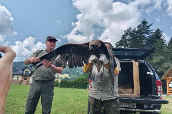 Wyleczony orzeł z Limanowej nie poradził sobie w naturalnym środowisku