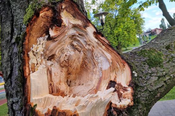 Po wtorkowym wypadku Tarnów zrobi przegląd wszystkich drzew w miejskich parkach