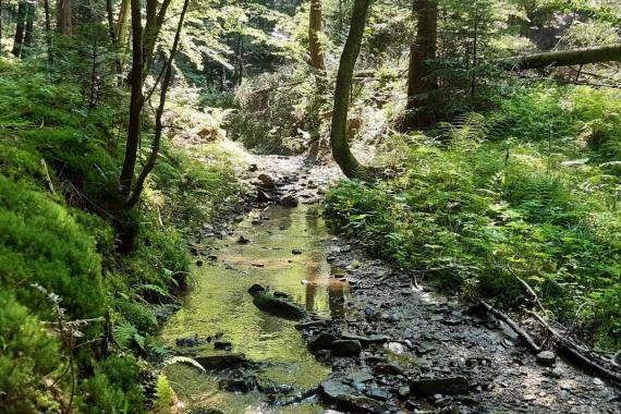 Najpierw wykupili las, a teraz zapraszają do jego odkrywania. ZDJĘCIA