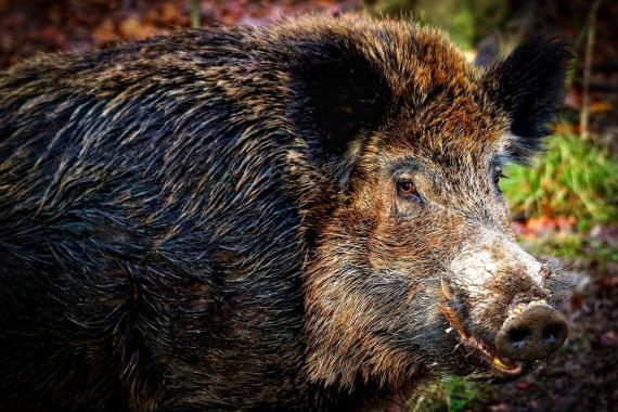 W Krakowie zbierze się zespół zadaniowy ds. dzików, zabezpieczone zostaną kosze na śmieci