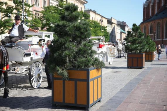  Na Rynku Głównym stanęły drzewa w donicach