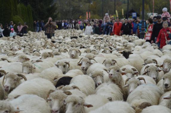 Górale spod Babiej Góry będą dziś spędzać owieczki z hal