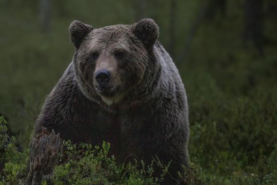 Uwaga turyści! Niedźwiedzie w Tatrach wciąż aktywne