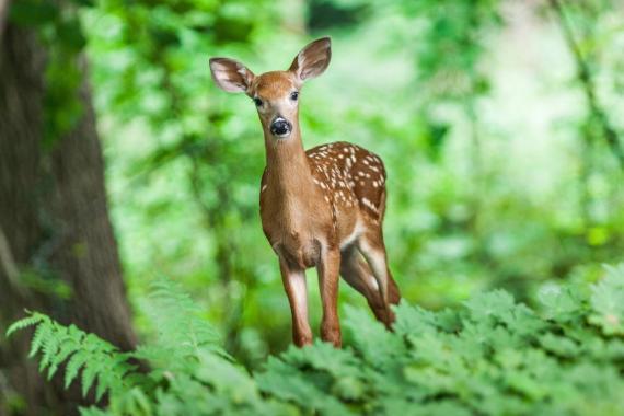 Babiogórski Park Narodowy policzył jeleniowate. Jest ich coraz więcej