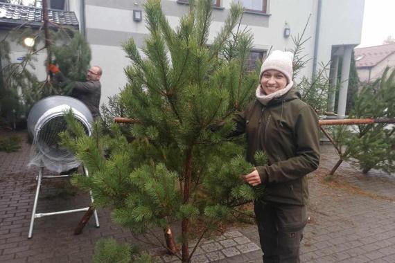 Rozpoczęła się sprzedaż choinek w Nadleśnictwie Chrzanów