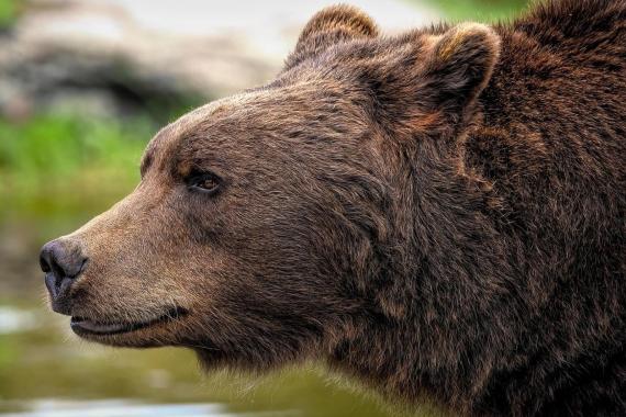 Tatry: wiosenna aura przebudziła niedźwiedzie