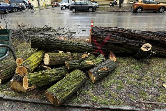 Kraków: nagła wycinka drzew na os. Uroczym, wycięto 70-letnie okazy