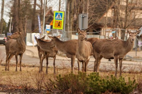 Spacerujące łanie w centrum Zakopanego 