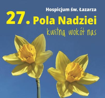 Rozkwitają na żółto żonkilowe Pola Nadziei czyli pomoc Hospicjum im. św. Łazarza w Krakowie