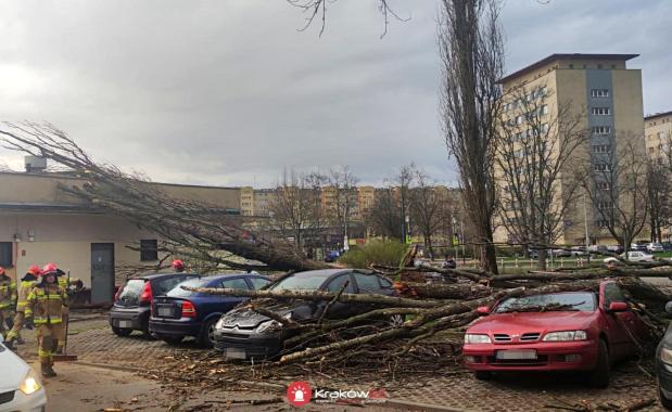 Powalone drzewa i spadające gałęzie. Trwa sprzątanie po silnym wietrze w Krakowie i powiecie krakowskim 