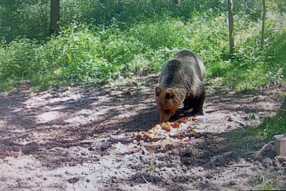 W lasach między Tarnowem i Tuchowem pojawił się młody niedźwiedź brunatny