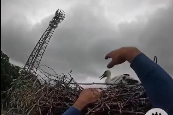 Gorlice: uratowane pisklę bociana znalazło nową rodzinę [FILM]