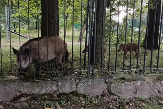 Dziki w centrum Krakowa. Park Jordana odwiedziła cała rodzinka