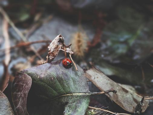 Jesień pełna życia. Te owady nadal można spotkać w ogrodach