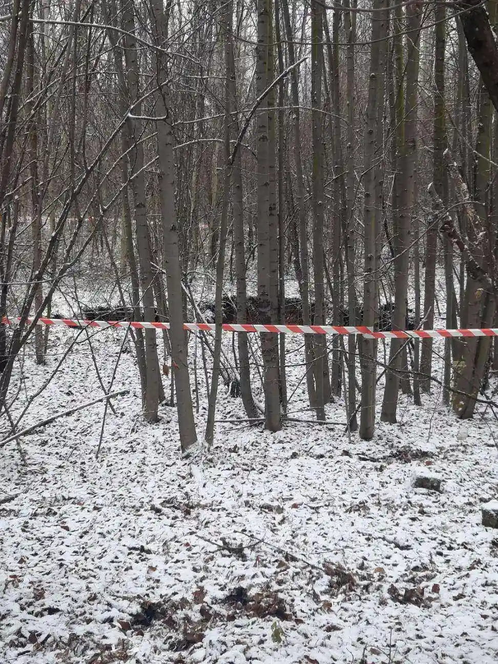 Zapadlisko w lesie w Bolesławiu. Tu często spacerują wolonatriusze ze schroniska dla zwierząt