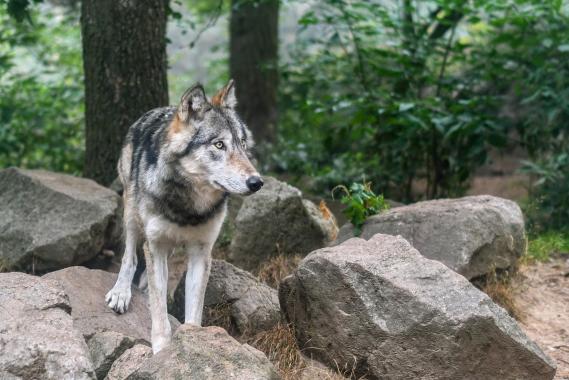 Nie będzie odstrzału wilków w rejonie Tarnowa. Zwierzęta coraz częściej podchodzą do domostw