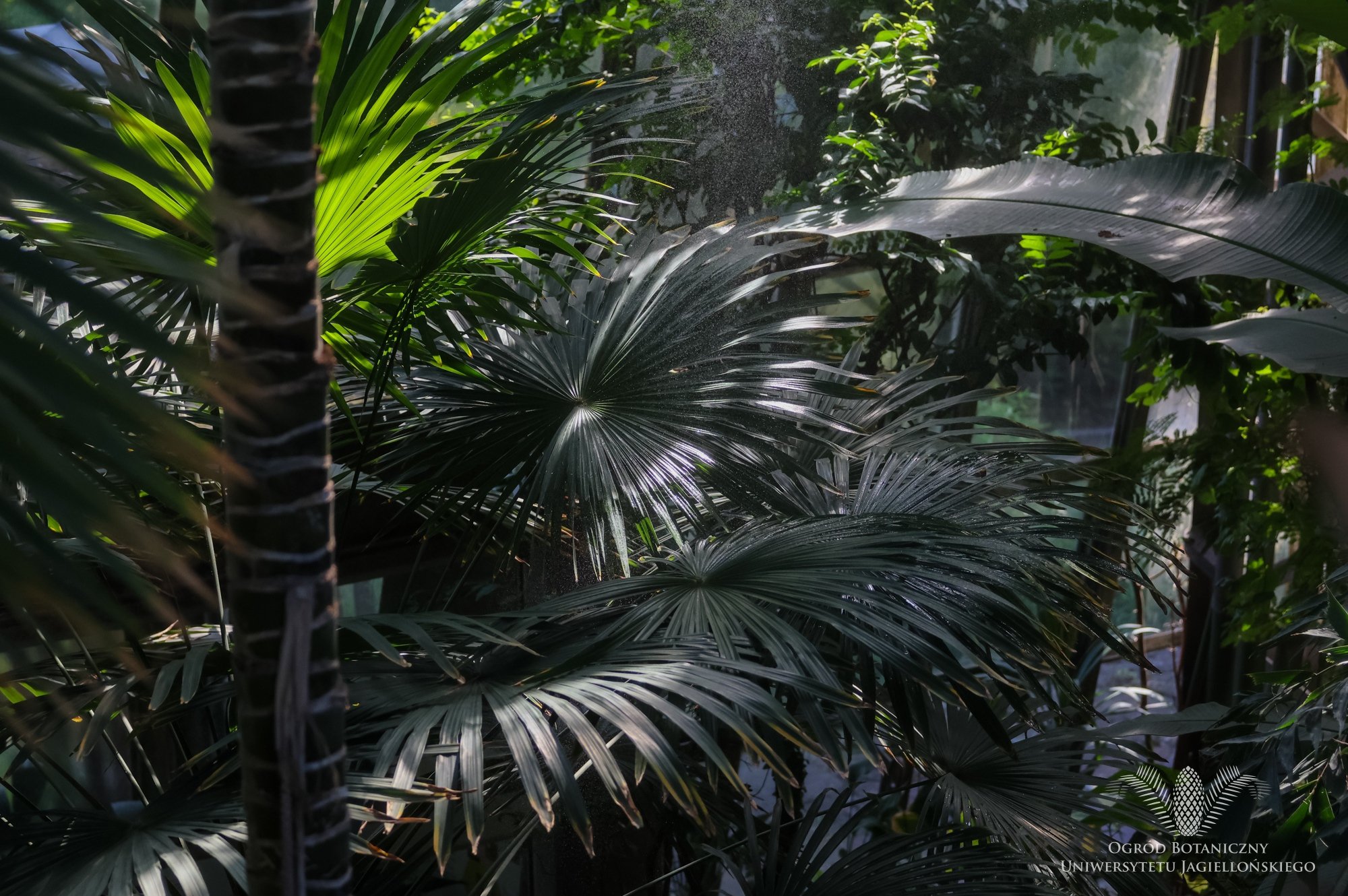 Palmiarnia, szklarnia Jubileuszowa, źródło: Ogród Botaniczny UJ