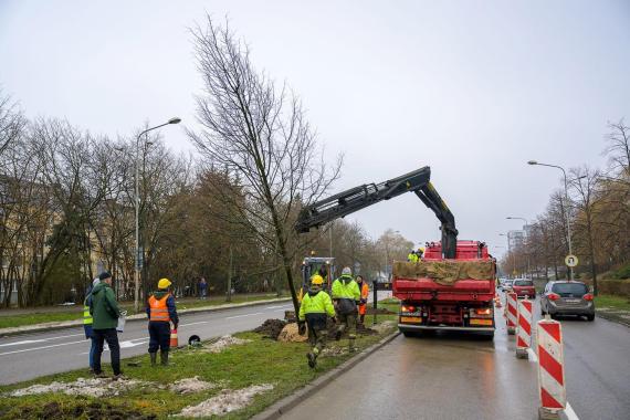 Lipy w Tarnowie uschły, a wykonawcy nie spieszy się do ich wymiany