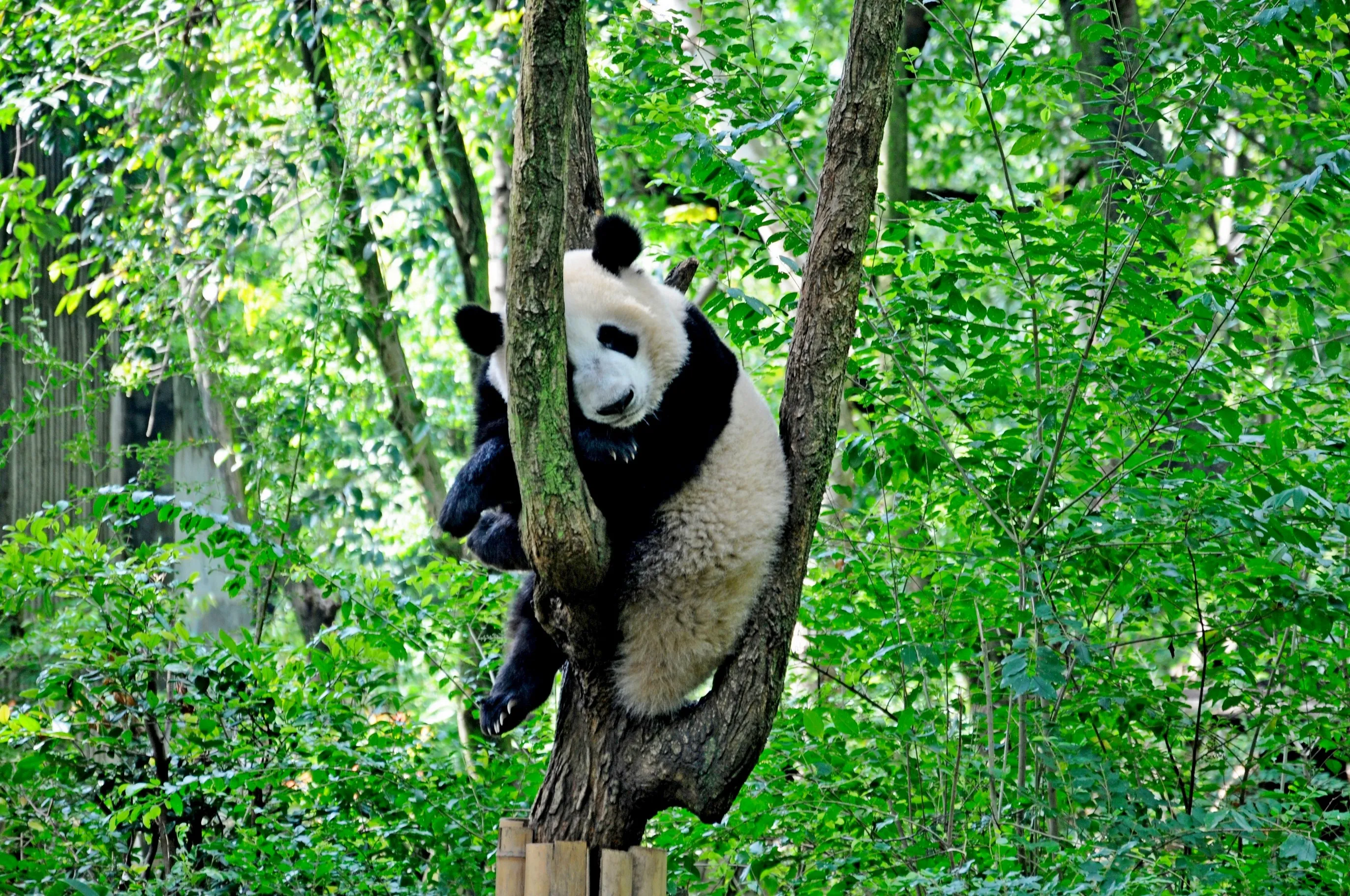 PANDA  I  TAI CHI - Chiny, Hongkong, Macau (3)