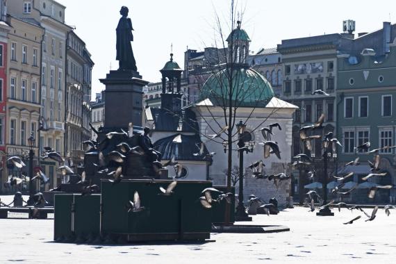 Nowe drzewa na Rynku Głównym w Krakowie: konserwator zabytków daje zielone światło