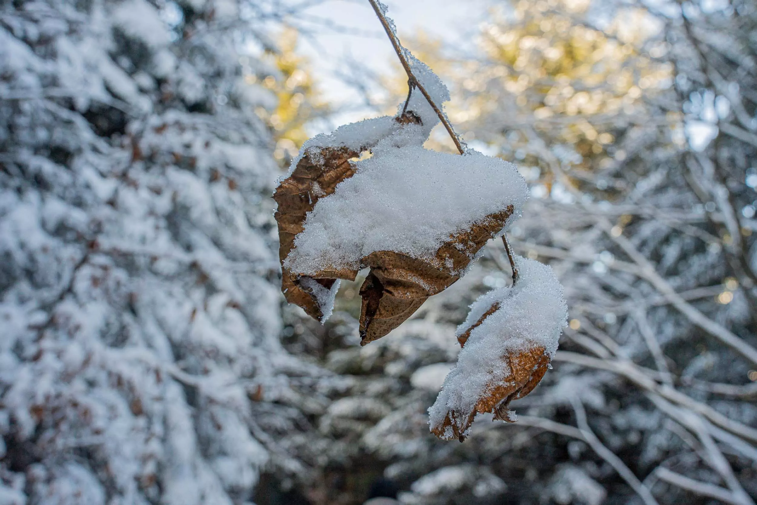 Śnieg, zawieje i zamiecie. To będzie weekend z dynamiczną pogodą