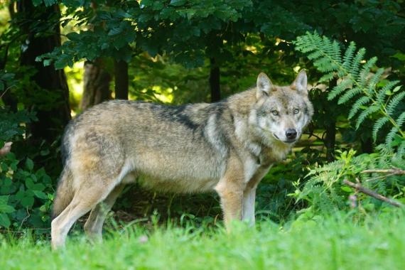 Sztuczna inteligencja pomoże policzyć drapieżniki na polsko- słowackim pograniczu