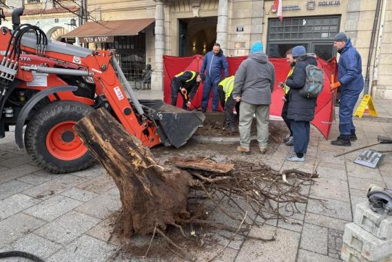 Z Rynku Głównego w Krakowie zniknęła robinia akacjowa. Drzewo było chore