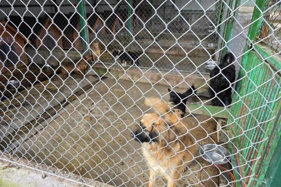 Dzień otwarty w Tarnowskim Azylu dla zwierząt. Duże zainteresowanie i tylko jedna adopcja