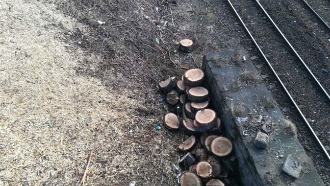 Znikają drzewa z nasypów kolejowych. Mieszkańcy protestują