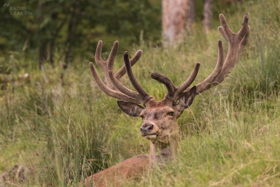 Tatry: turyści mylą ryk jelenia z atakiem niedźwiedzia?