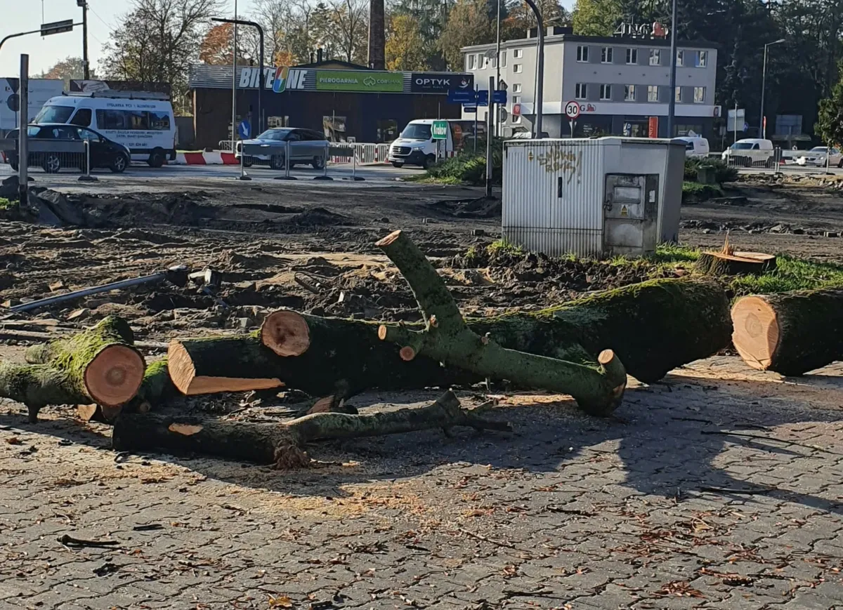 Wycięte drzewa w Tarnowie. / fot: B. Maziarz