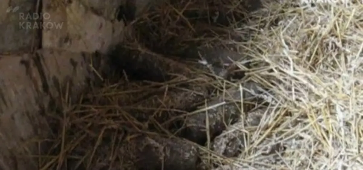 Racławice: 300 niewybuchów z II wojny światowej. FILM