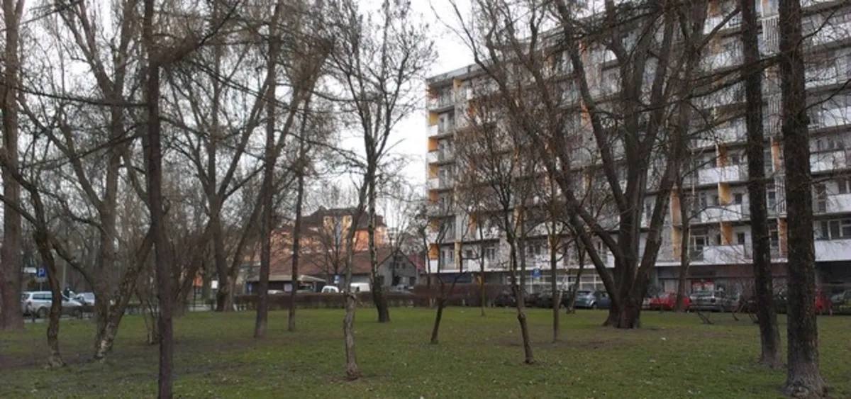 W Krakowie obumiera zieleń. Ekolodzy są zaniepokojeni