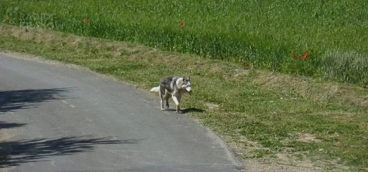 Turyści na Sądecczyźnie spotkali się z... watahą wilków