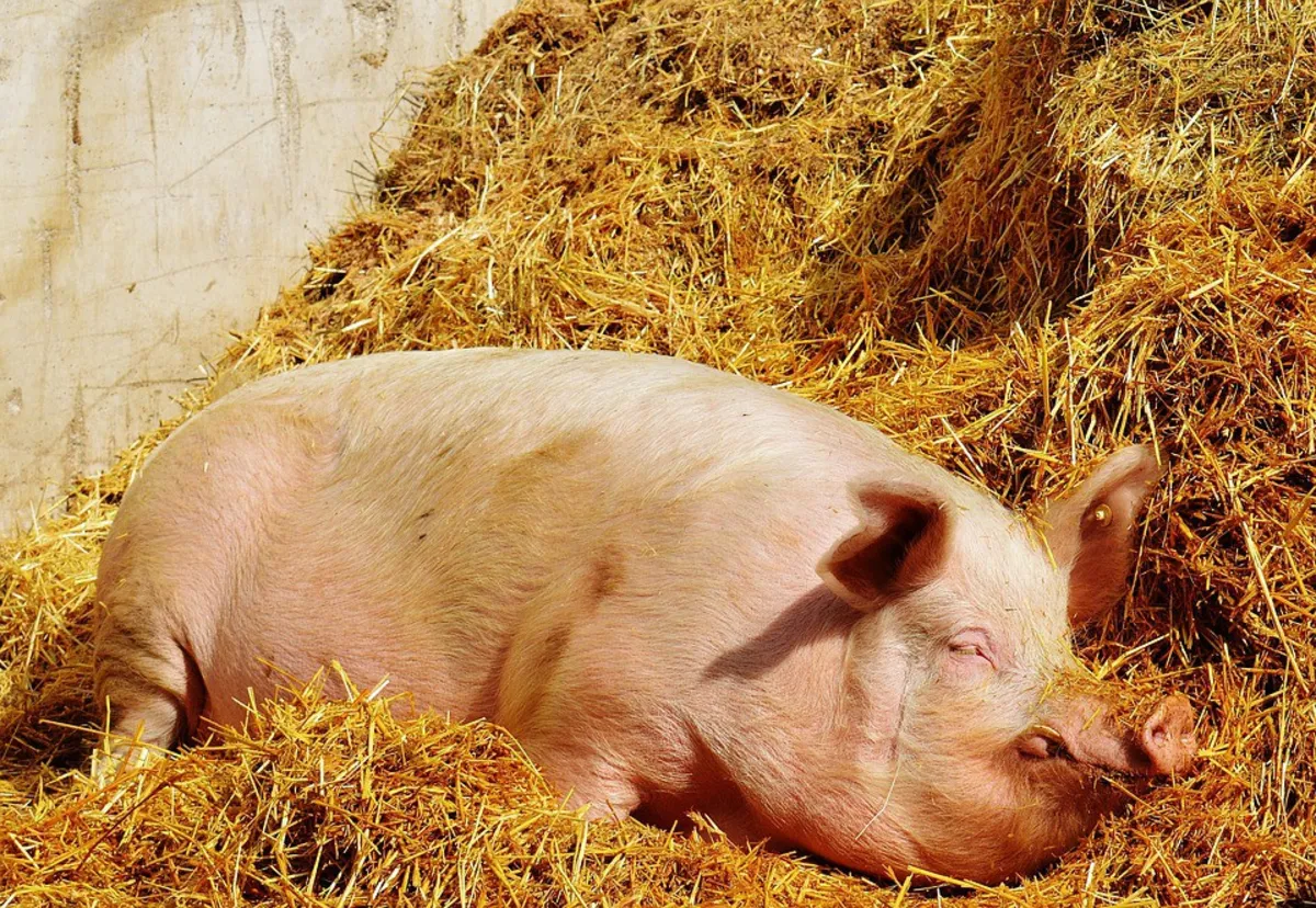 Nietypowa interwencja strażaków w podtarnowskich Gosławicach. 200-kilogramowy tucznik wpadł do szamba
