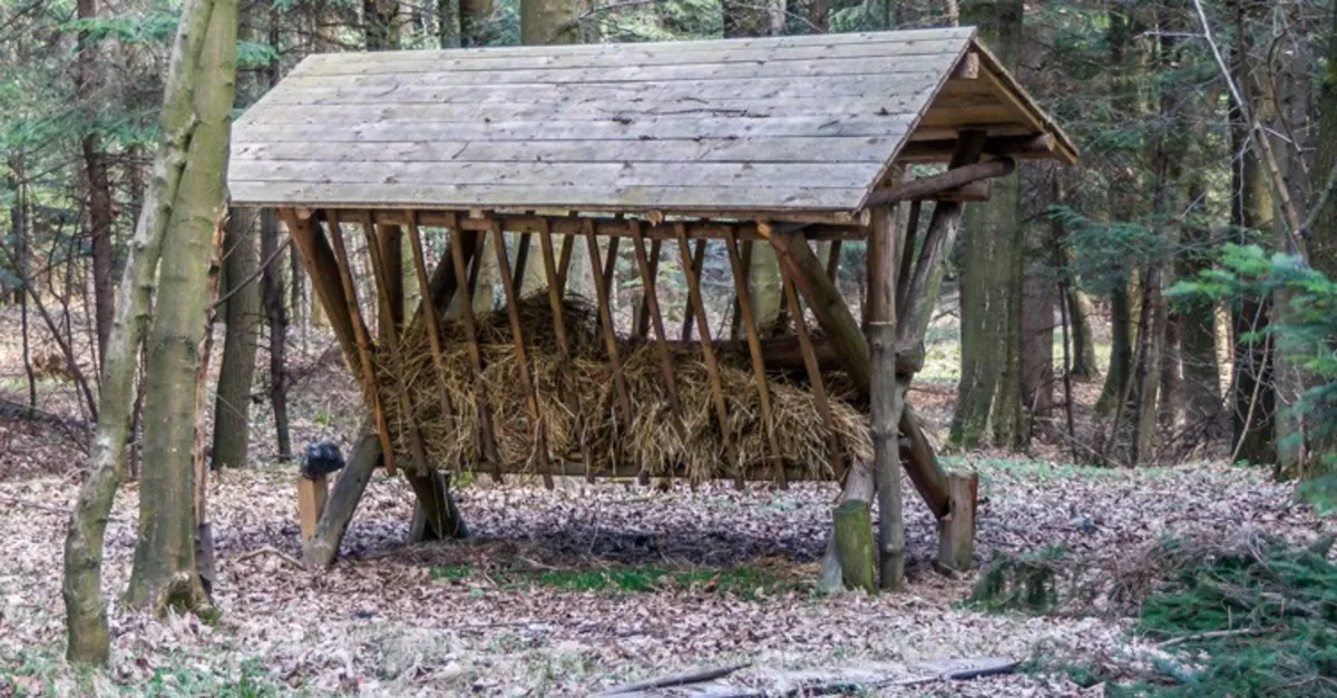 Zwierzęta w Małopolsce nie muszą się obawiać srogiej zimy