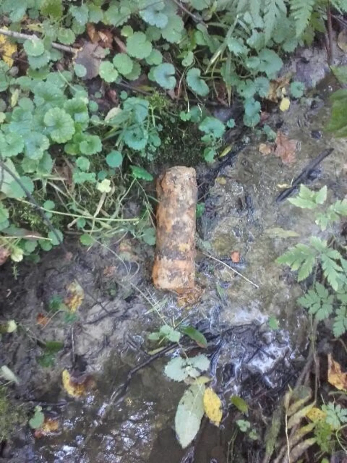 W trakcie zwykłej wyprawy na grzyby można znaleźć... bombę