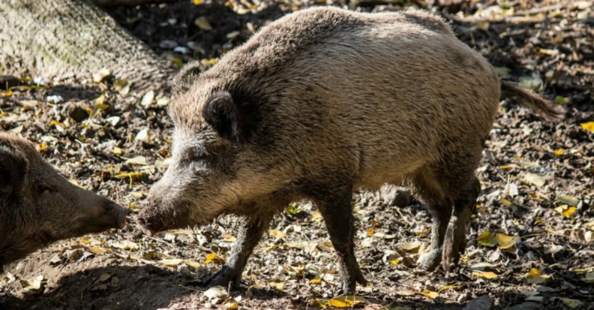 Dzik zapędził turystów na drzewo. Ratowali ich kryniccy GOPRowcy