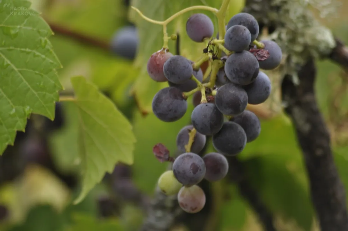 Winnica UJ w grudniu zaprezentuje drugą edycję wina lodowego