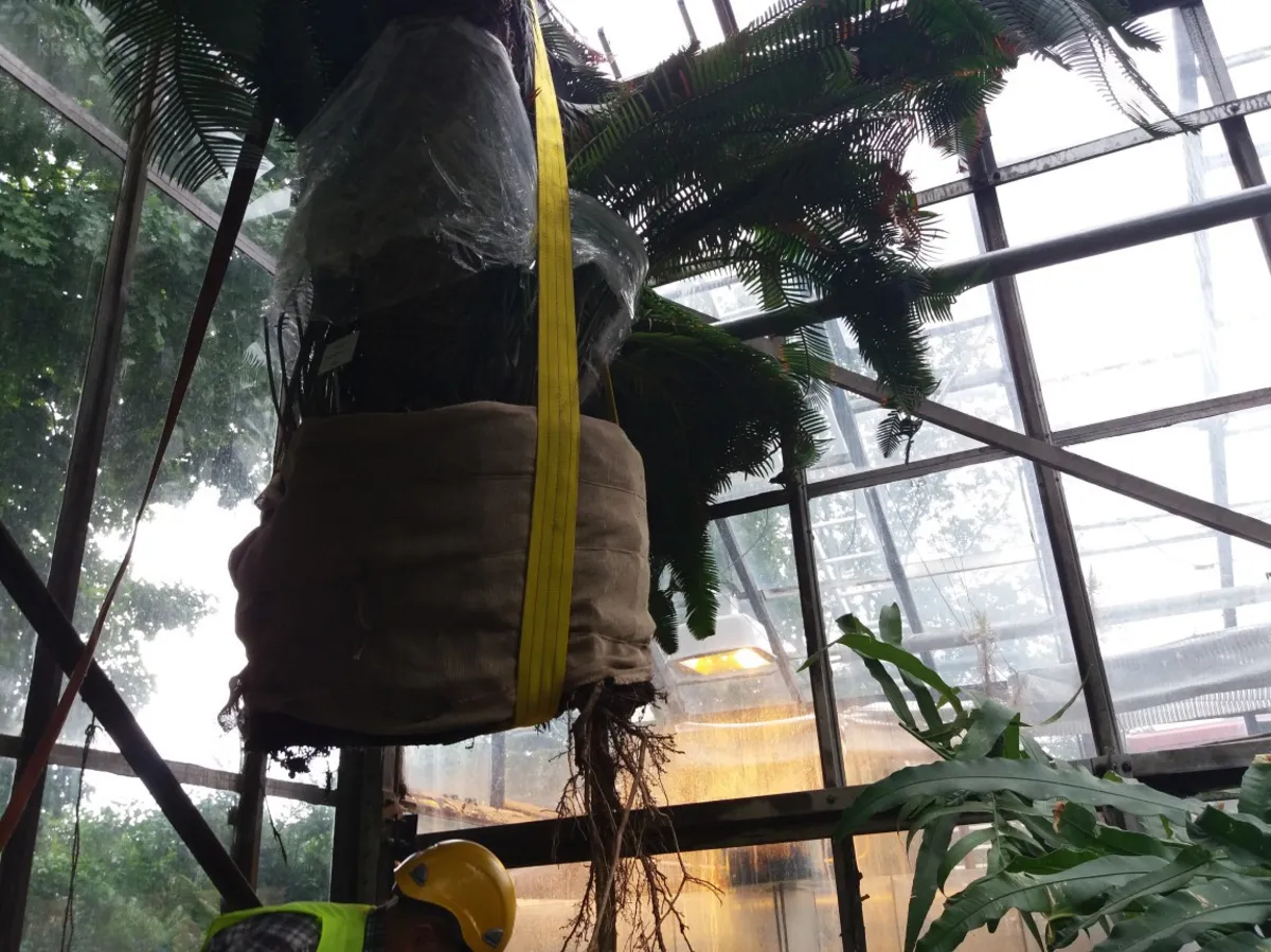 Wielkie przesadzanie w krakowskim Ogrodzie Botanicznym