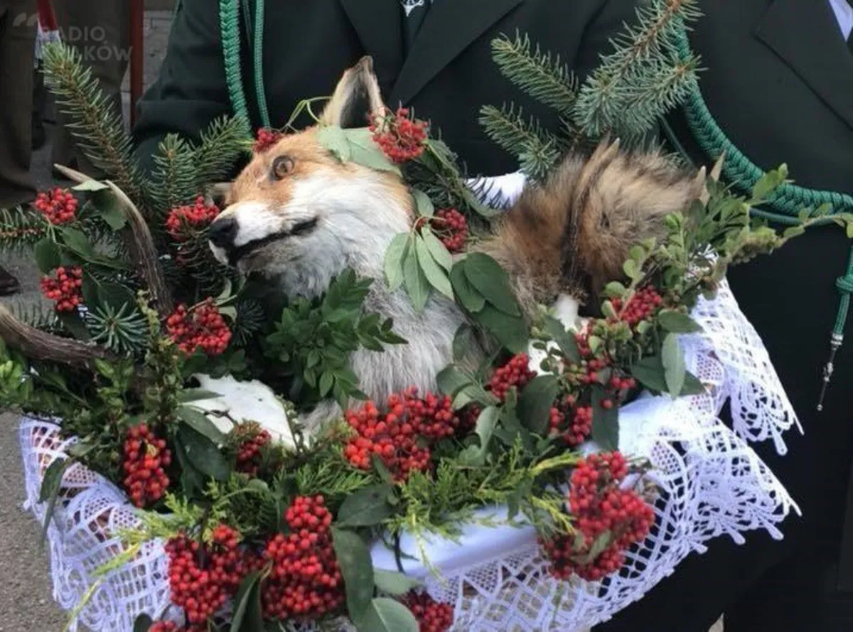 Burza wokół wypchanego lisa